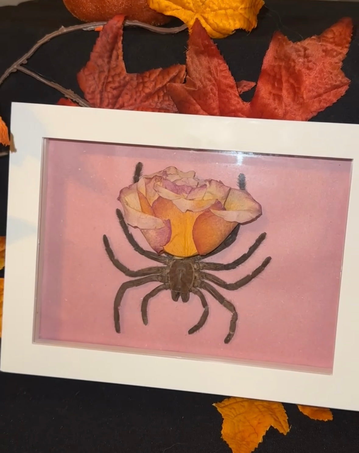 Rose tarantula 🌹 🕷️