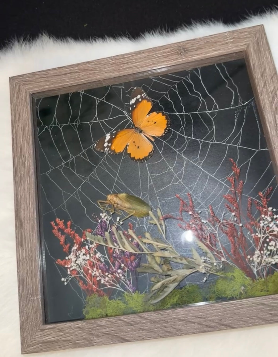 African monarch and katydid on preserved spiderweb.