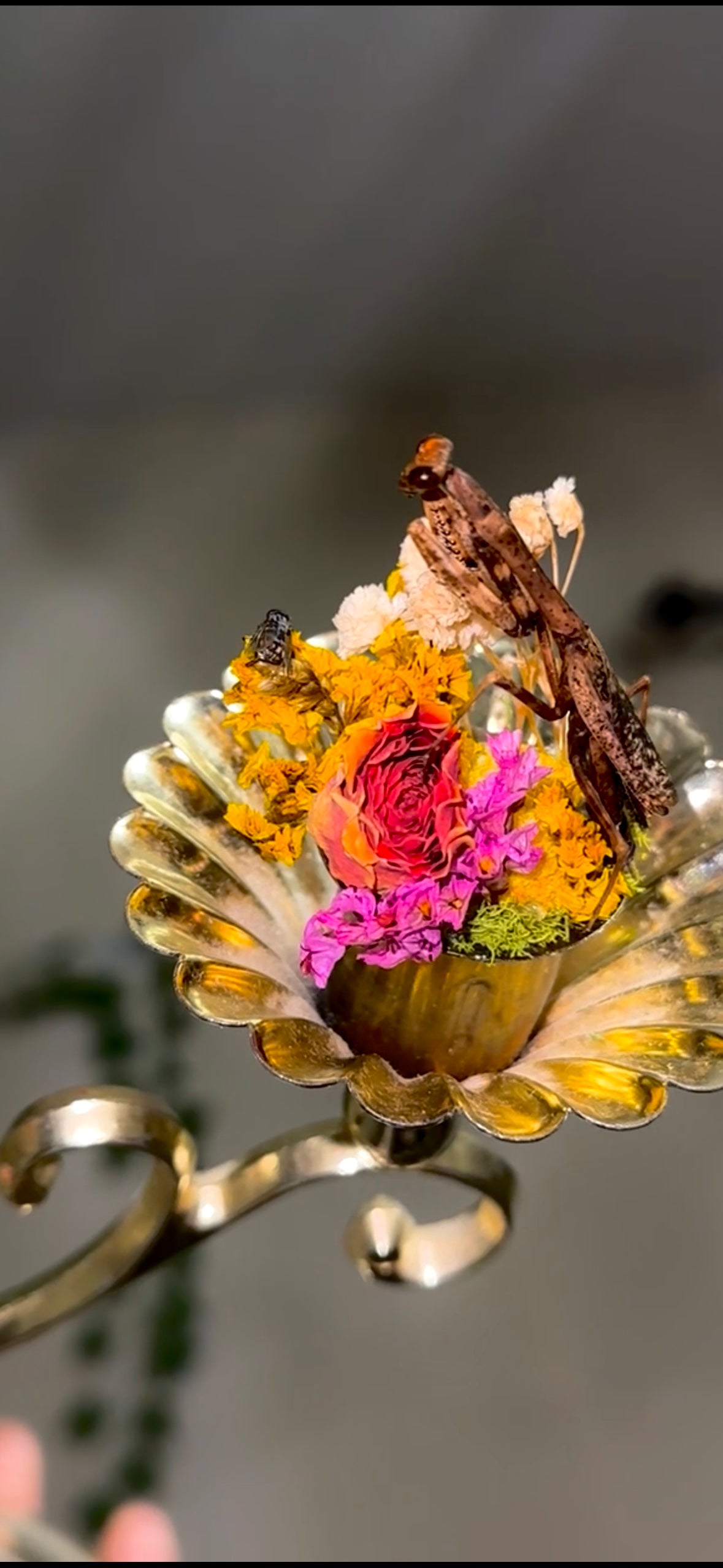 Battle of the mantids