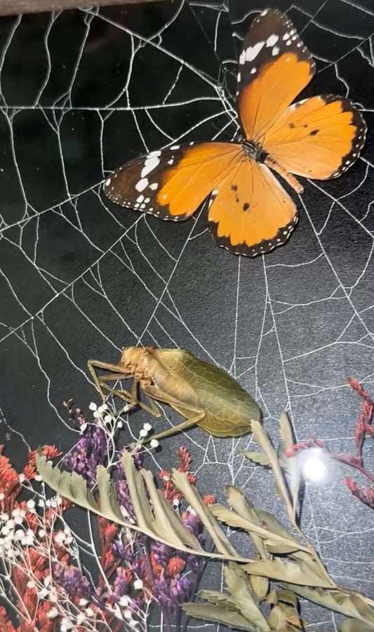 African monarch and katydid on preserved spiderweb.