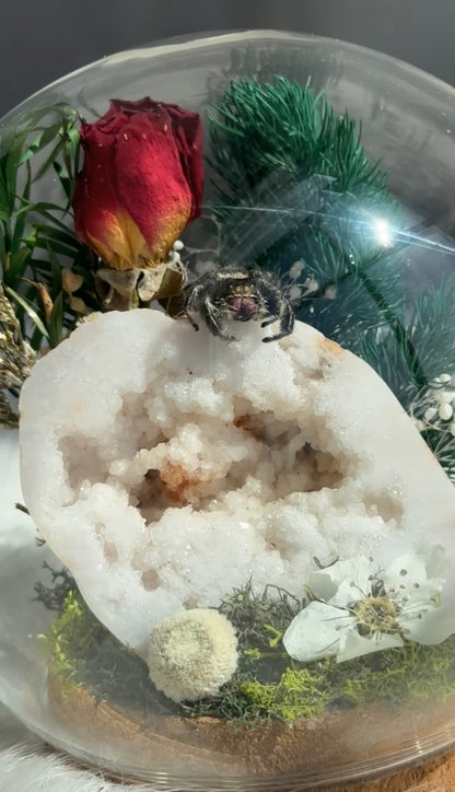 Druzy Jumping spider