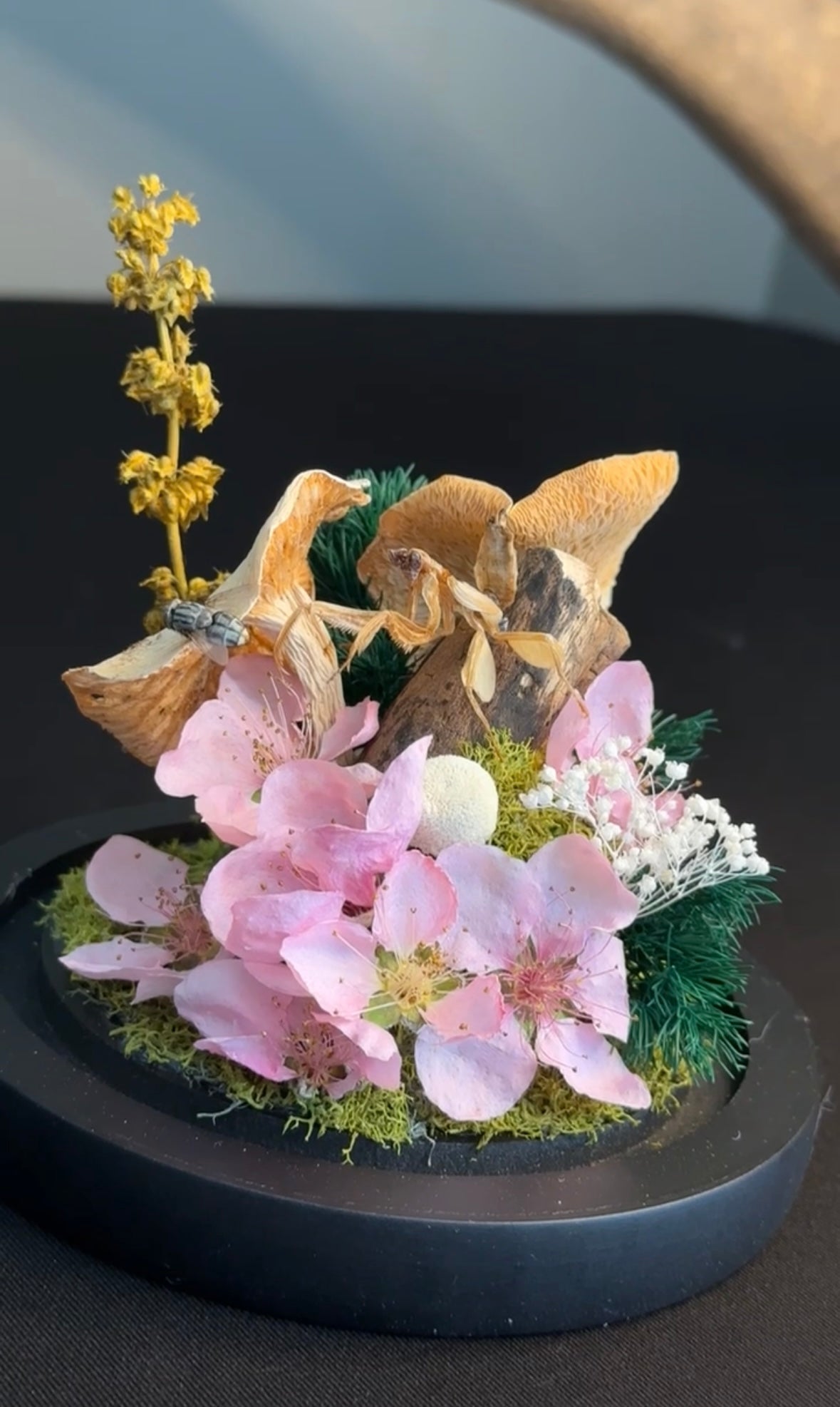 Orchid mantis & dried mushrooms
