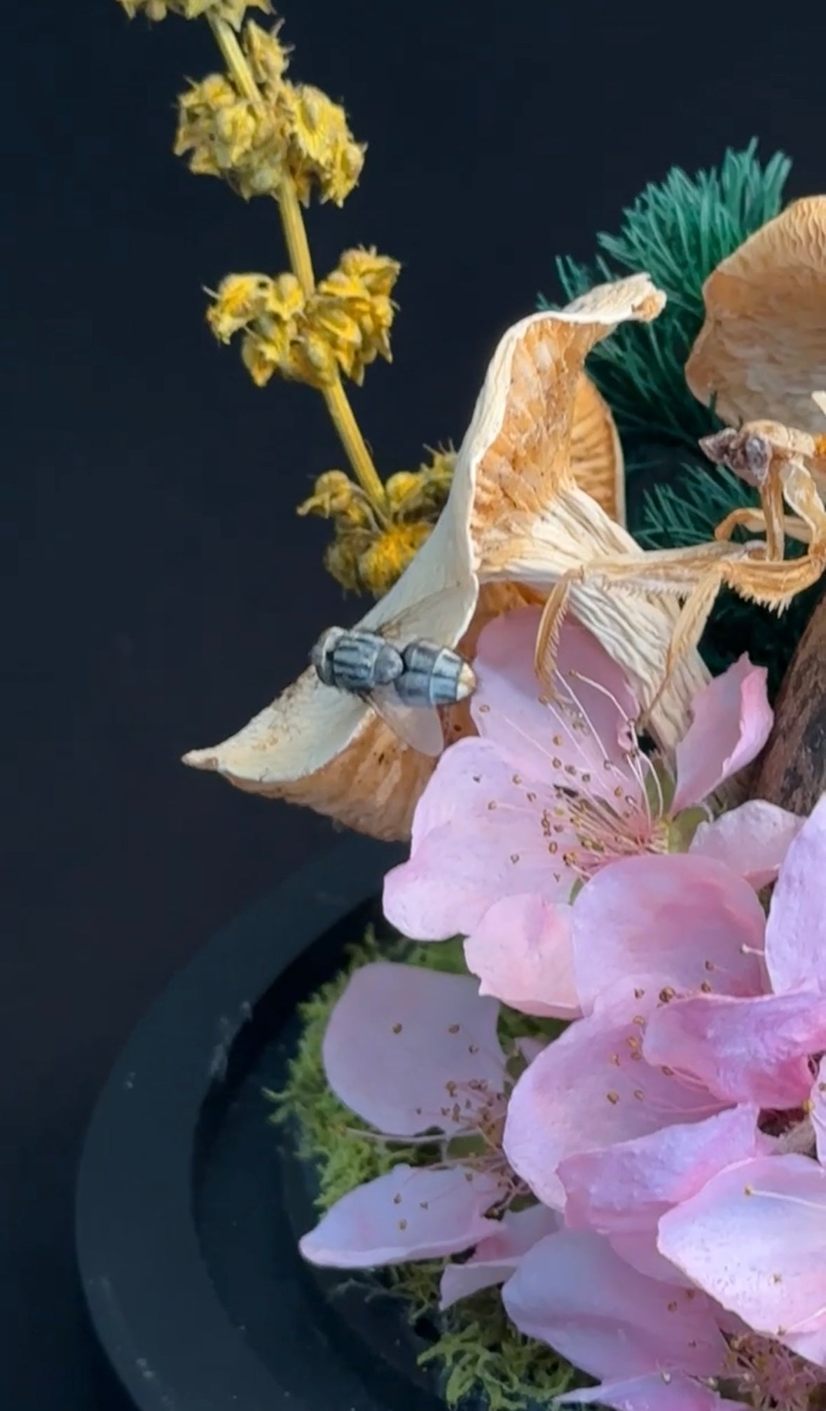 Orchid mantis & dried mushrooms