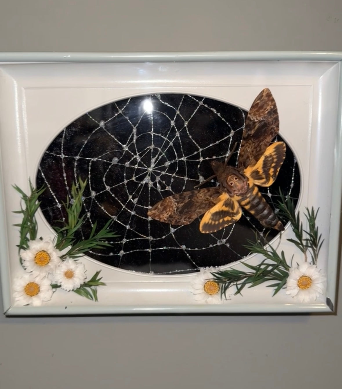 Caught in your web 🕸️