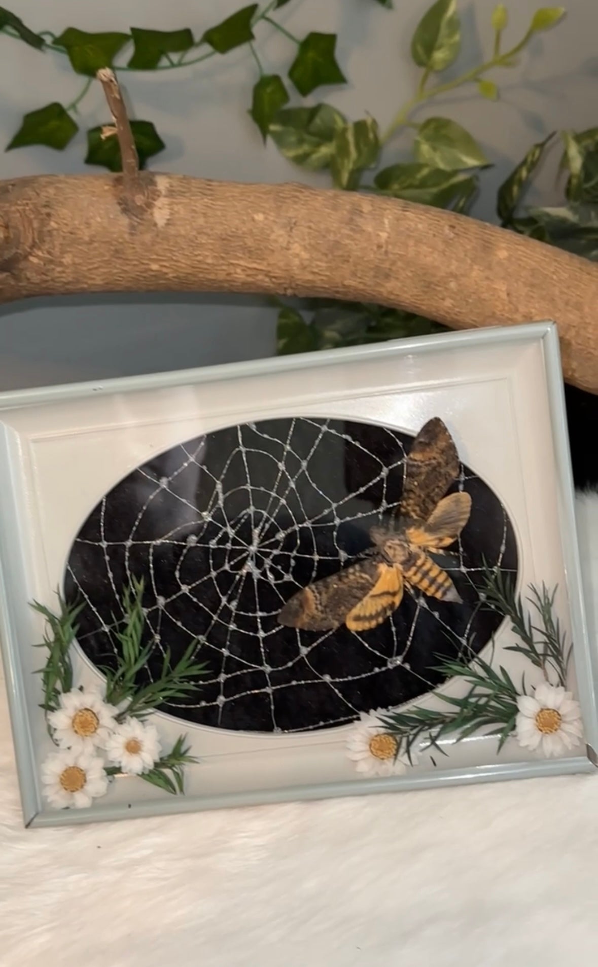 Death head moth (handmade spiderweb)