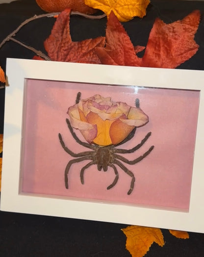 Rose tarantula 🌹 🕷️