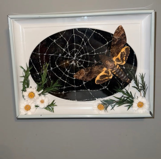 Caught in your web 🕸️