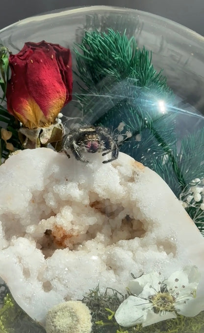 Druzy Jumping spider