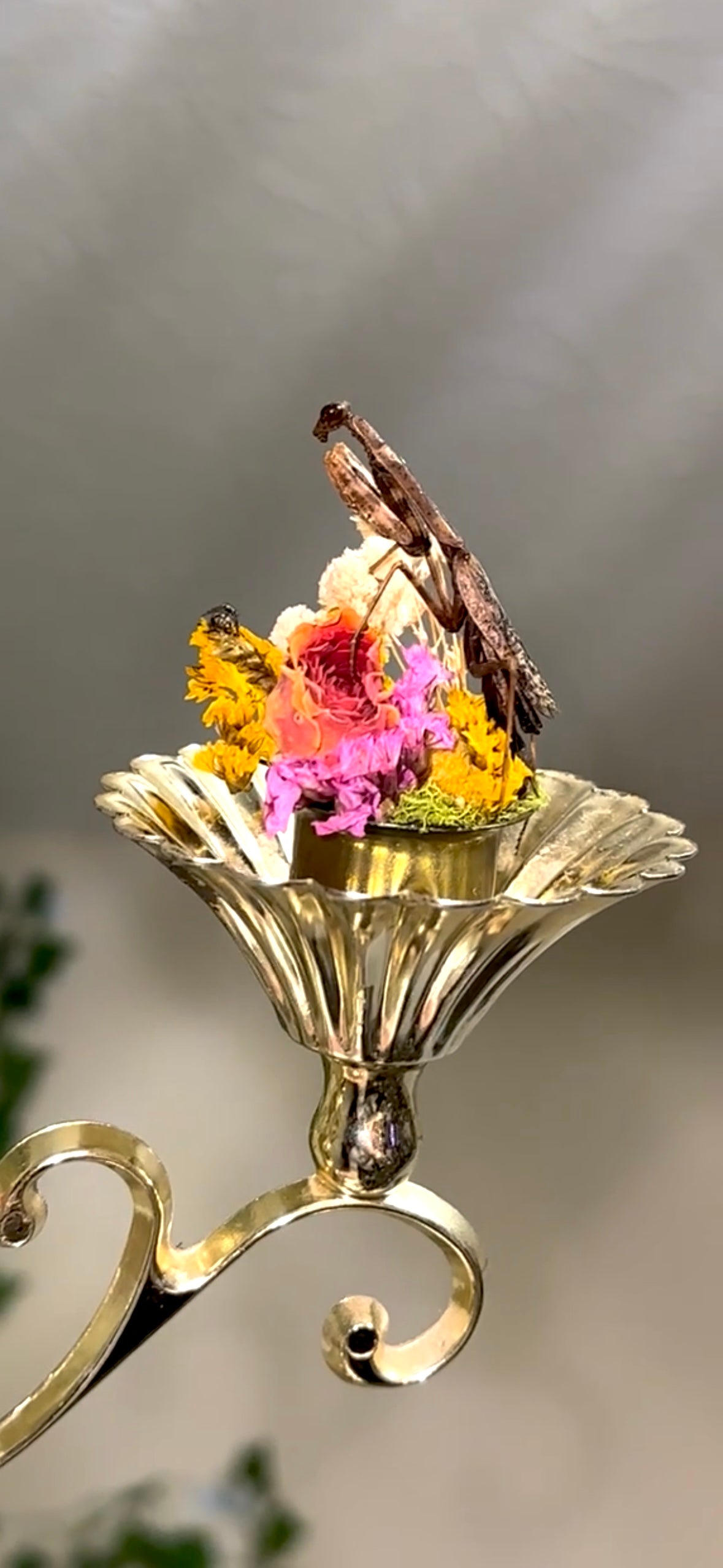 Battle of the mantids