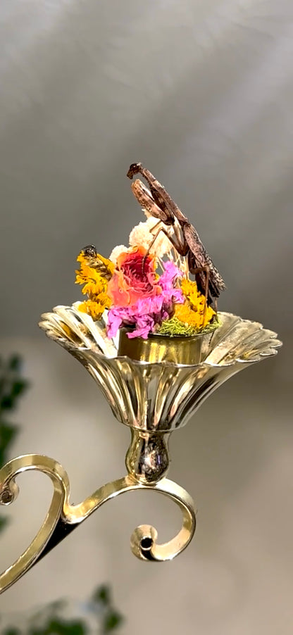 Battle of the mantids