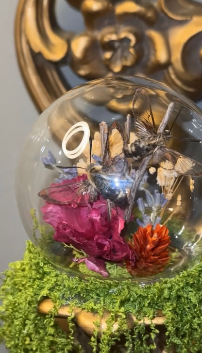 Humming bird moth wall sconce