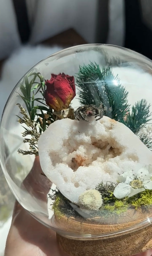 Druzy Jumping spider