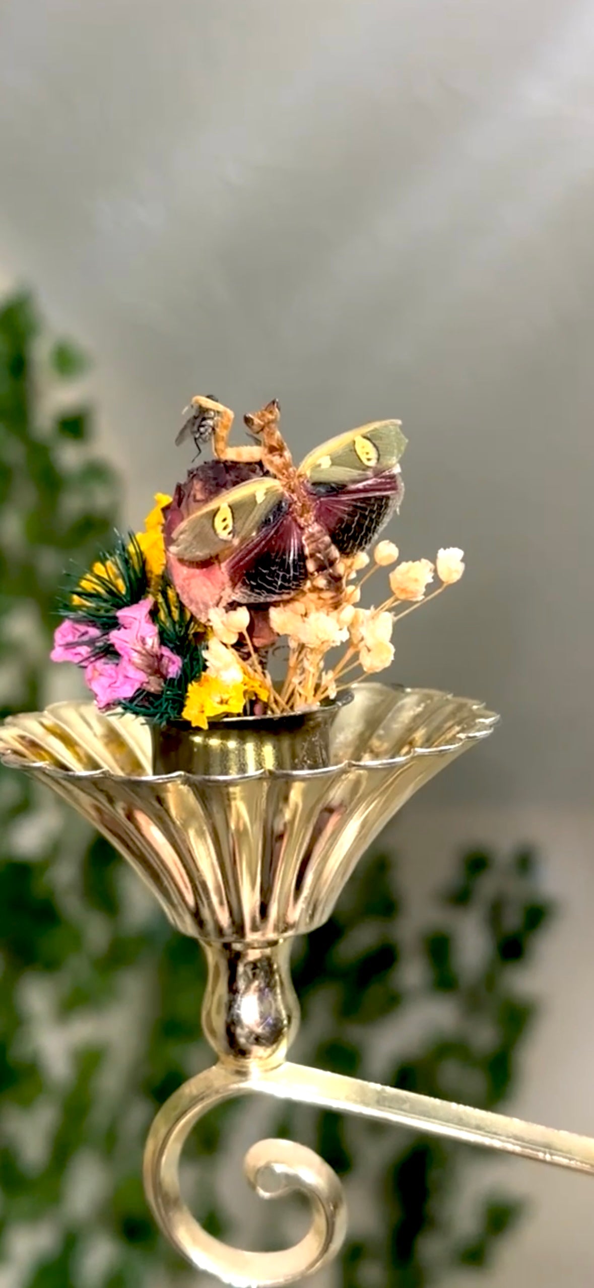 Battle of the mantids