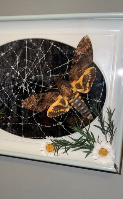 Caught in your web 🕸️