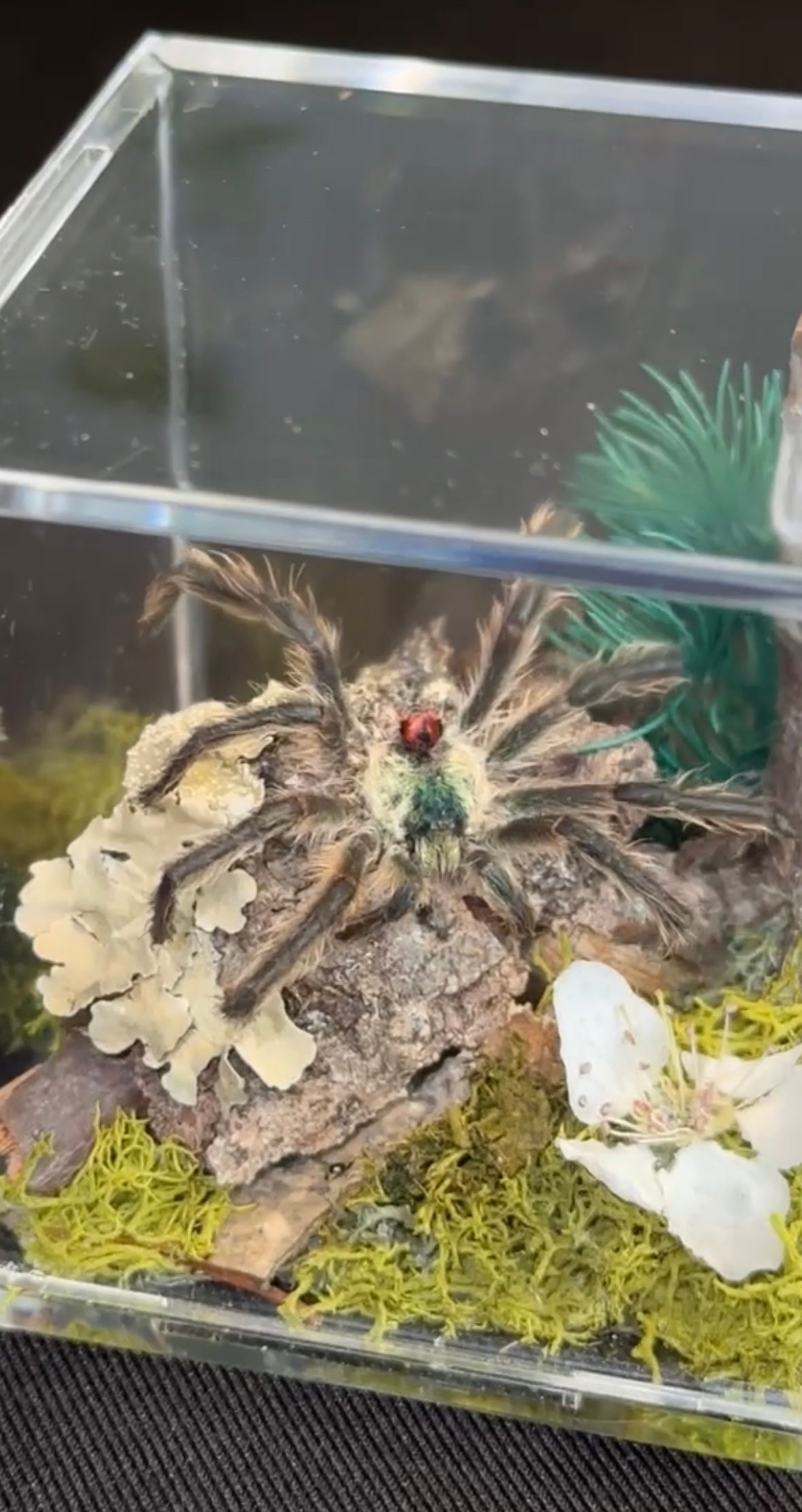 Brazilian Jewel Tarantula