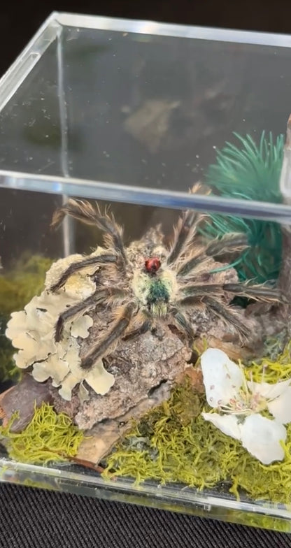 Brazilian Jewel Tarantula