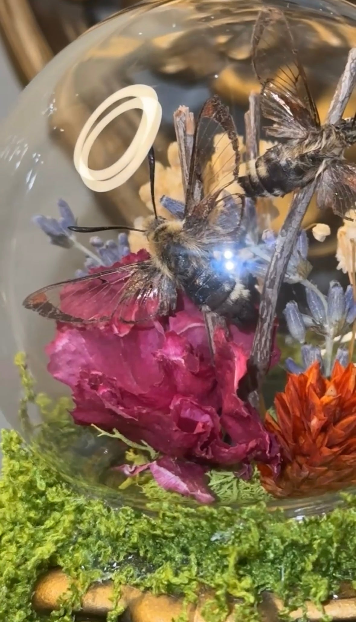 Humming bird moth wall sconce