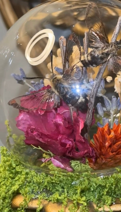 Humming bird moth wall sconce