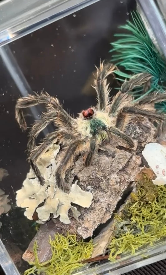 Brazilian Jewel Tarantula
