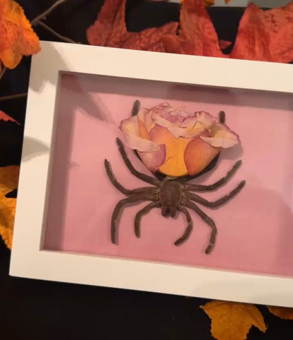 Rose tarantula 🌹 🕷️