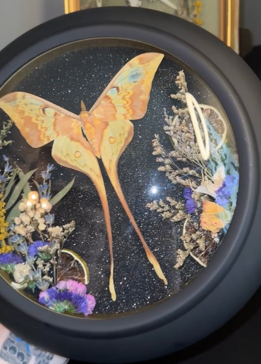 Malaysian moon moth ￼