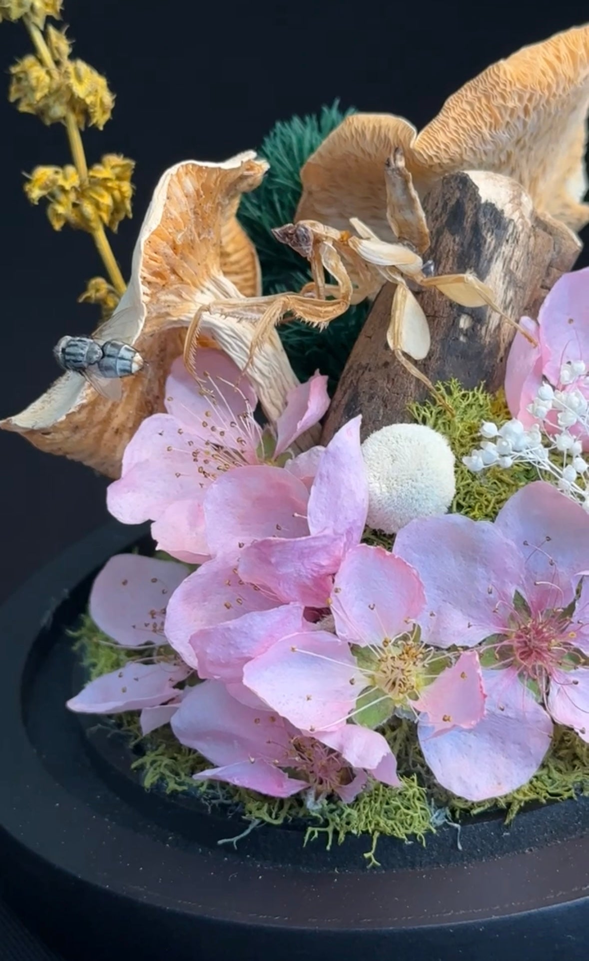 Orchid mantis & dried mushrooms