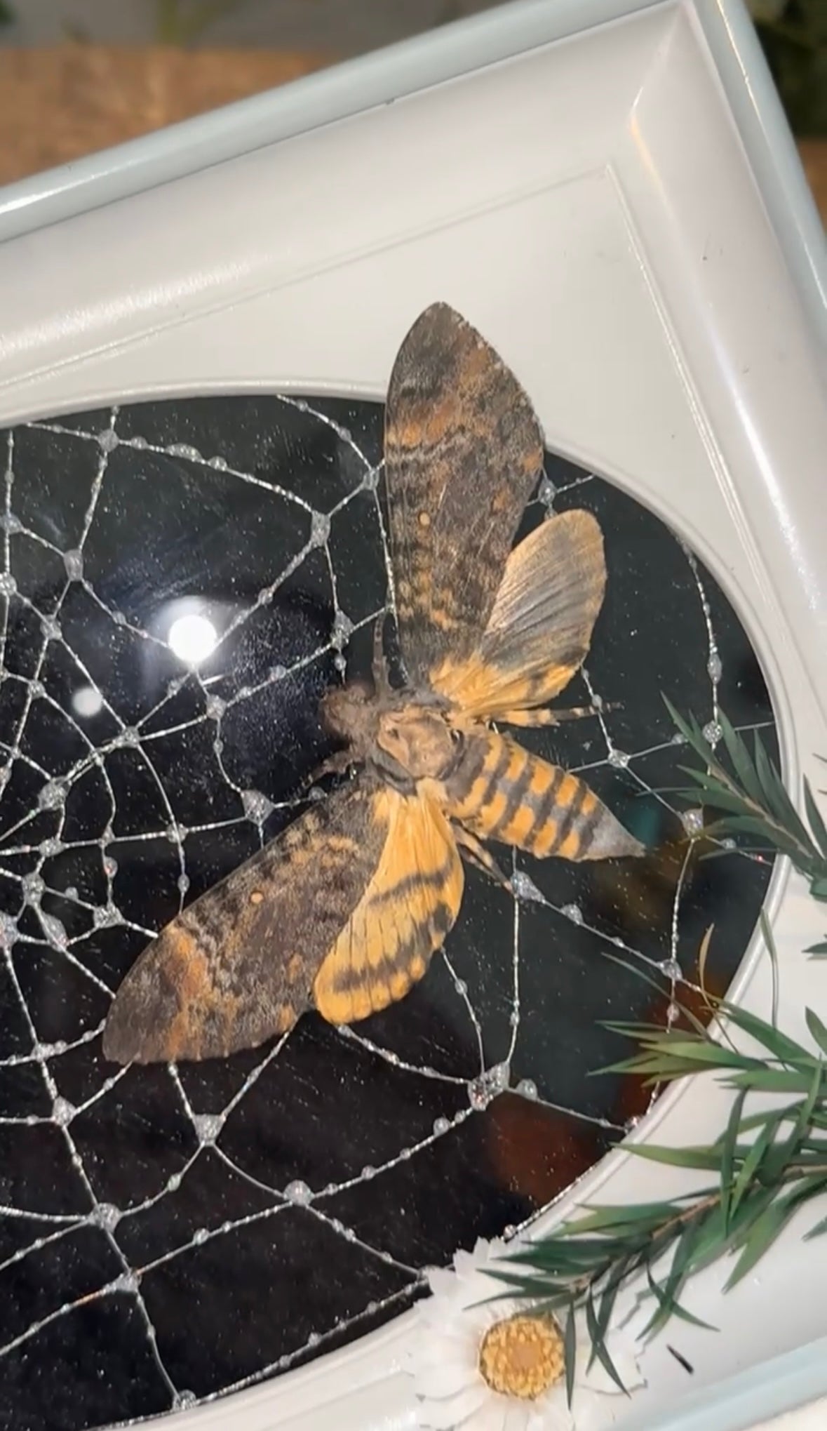 Death head moth (handmade spiderweb)
