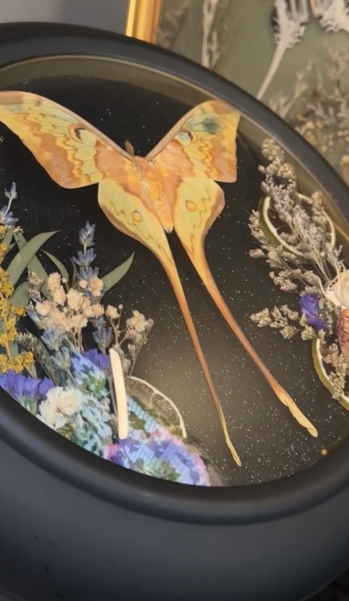 Malaysian moon moth ￼