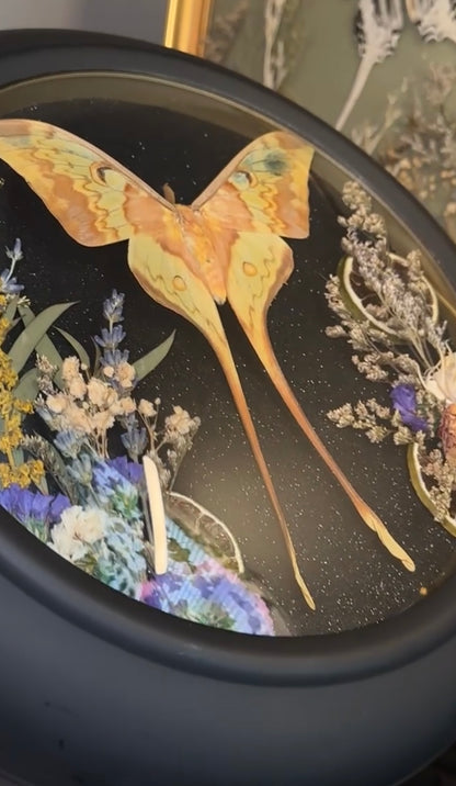 Malaysian moon moth ￼