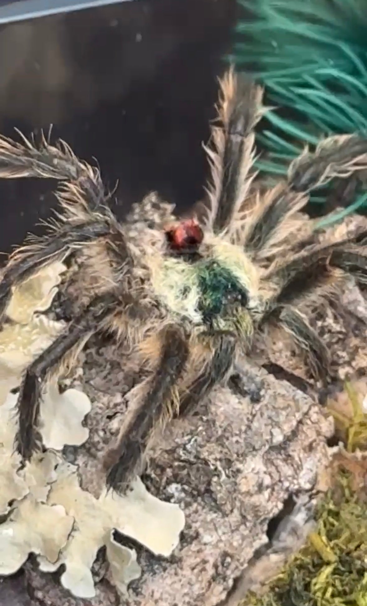 Brazilian Jewel Tarantula