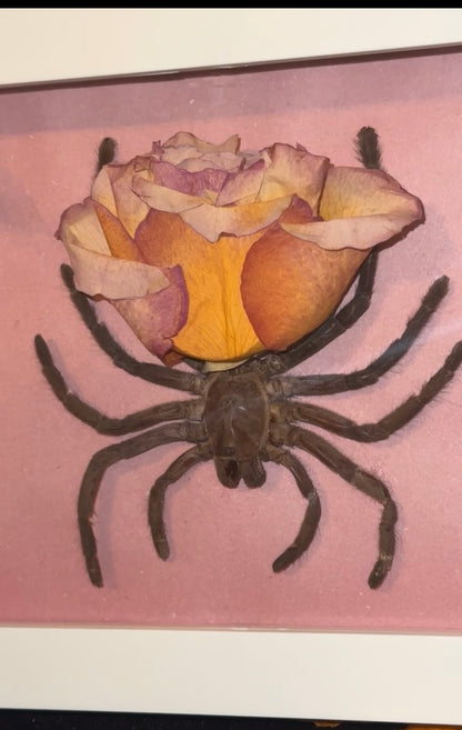 Rose tarantula 🌹 🕷️