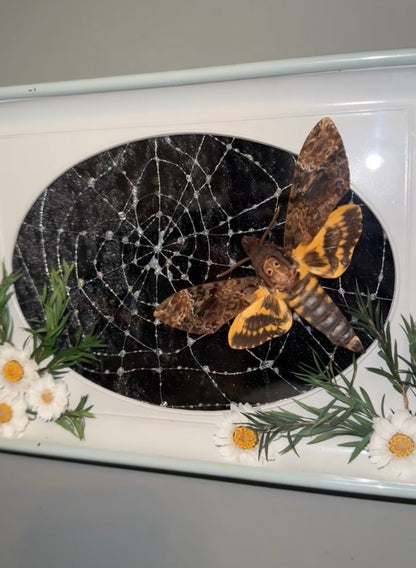 Caught in your web 🕸️