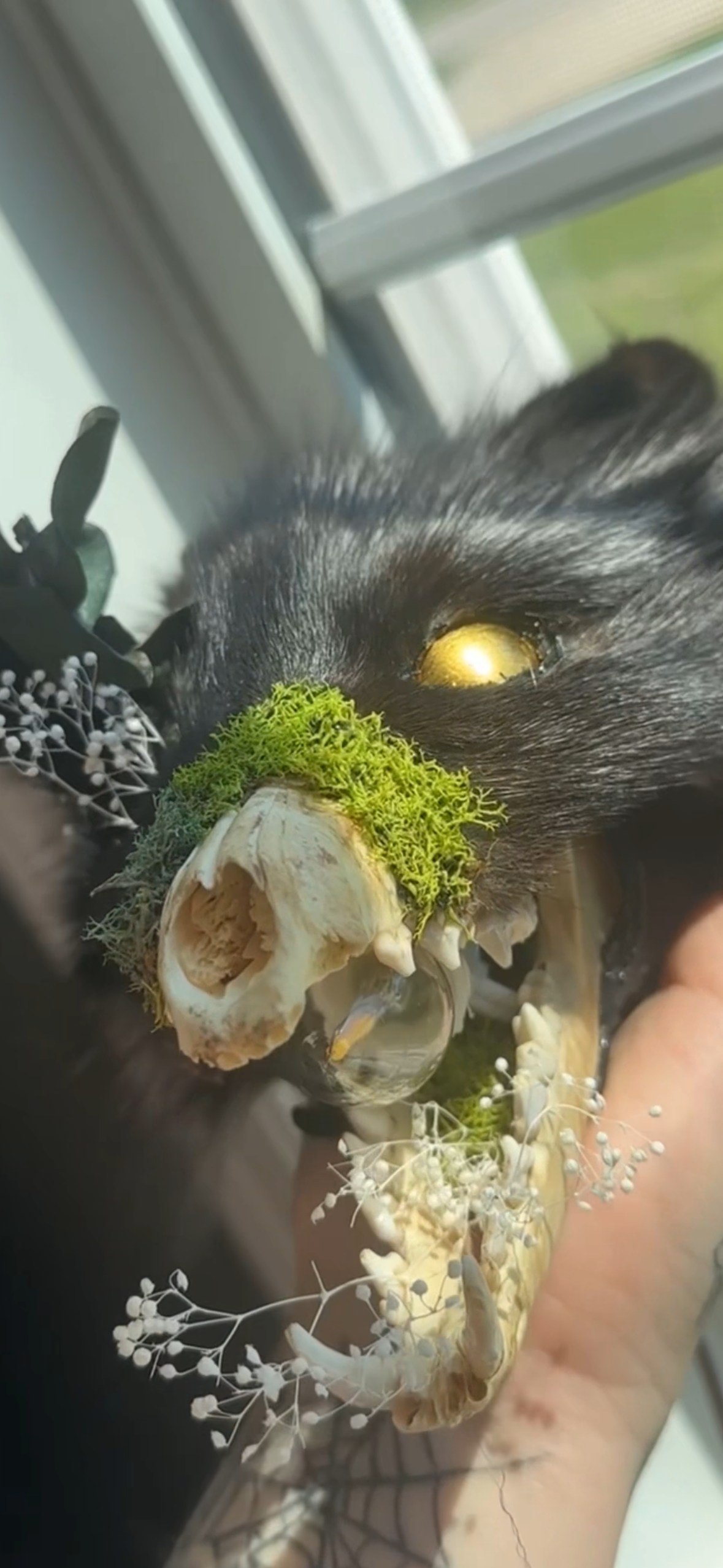 Taxidermy/skull Fox lamp