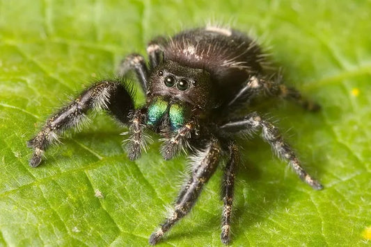 Circle of life package (pet spider pre-order) read description.