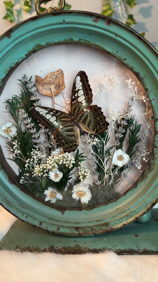 Clipper butterfly