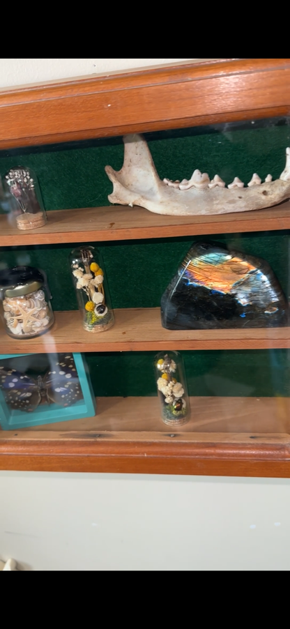 Oddity shelf