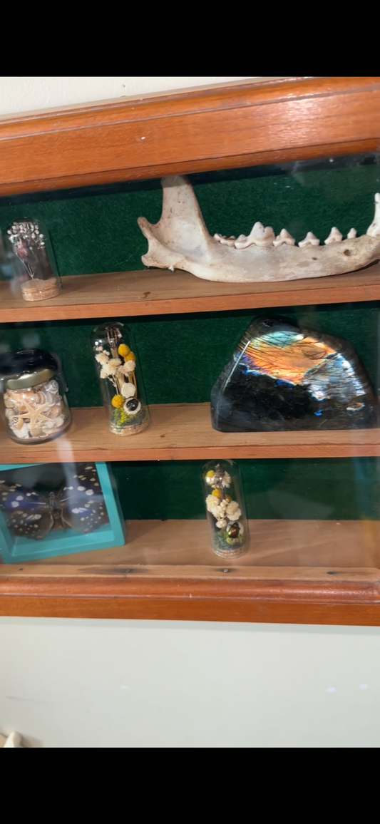 Oddity shelf