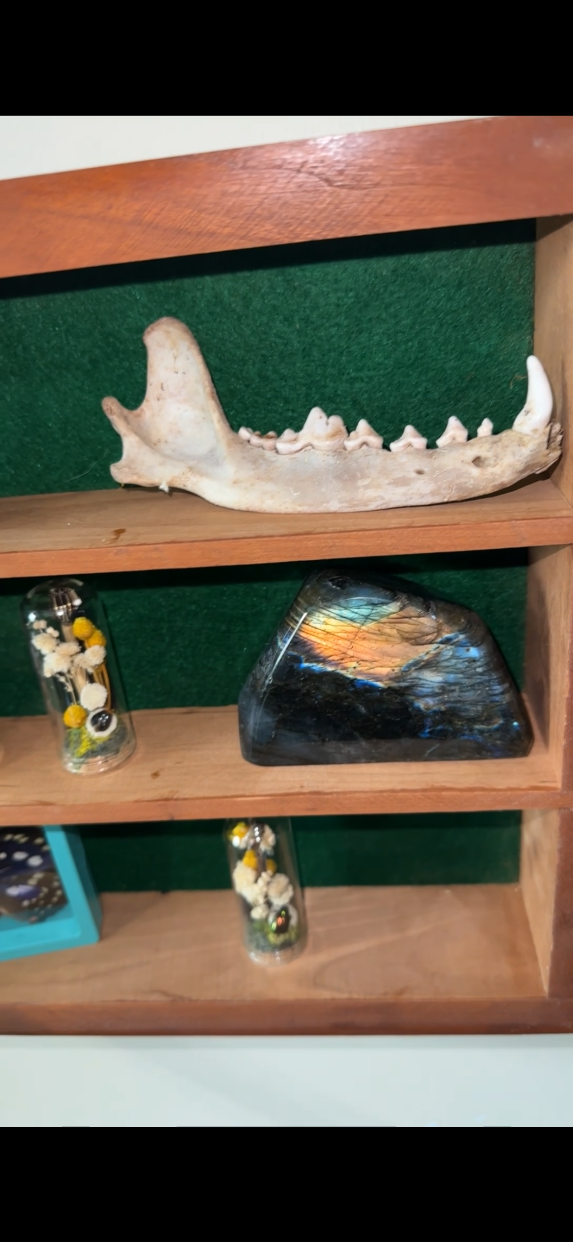Oddity shelf