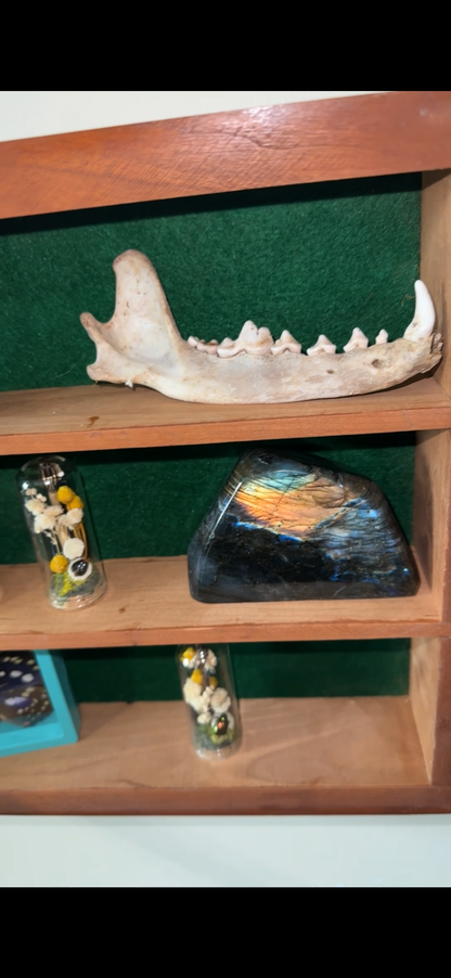 Oddity shelf