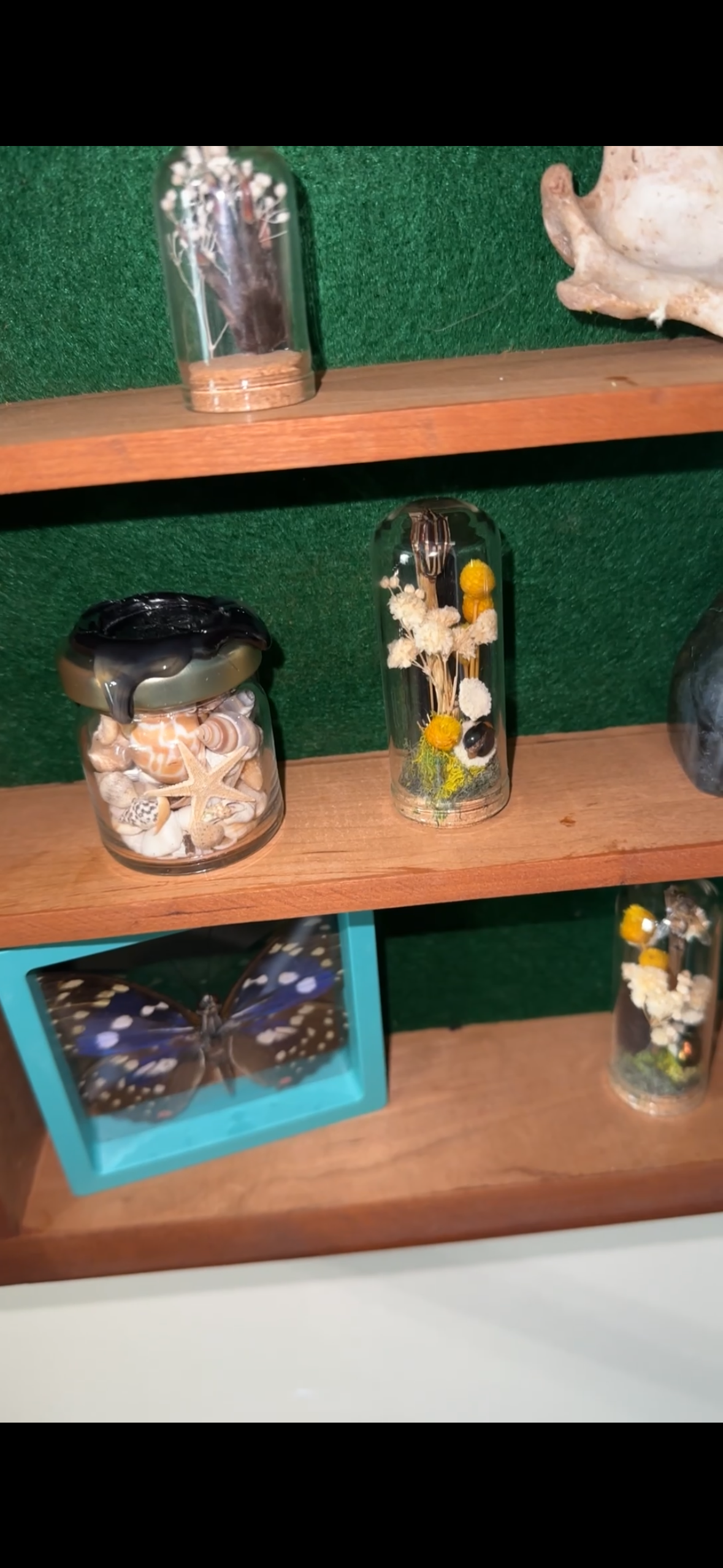 Oddity shelf