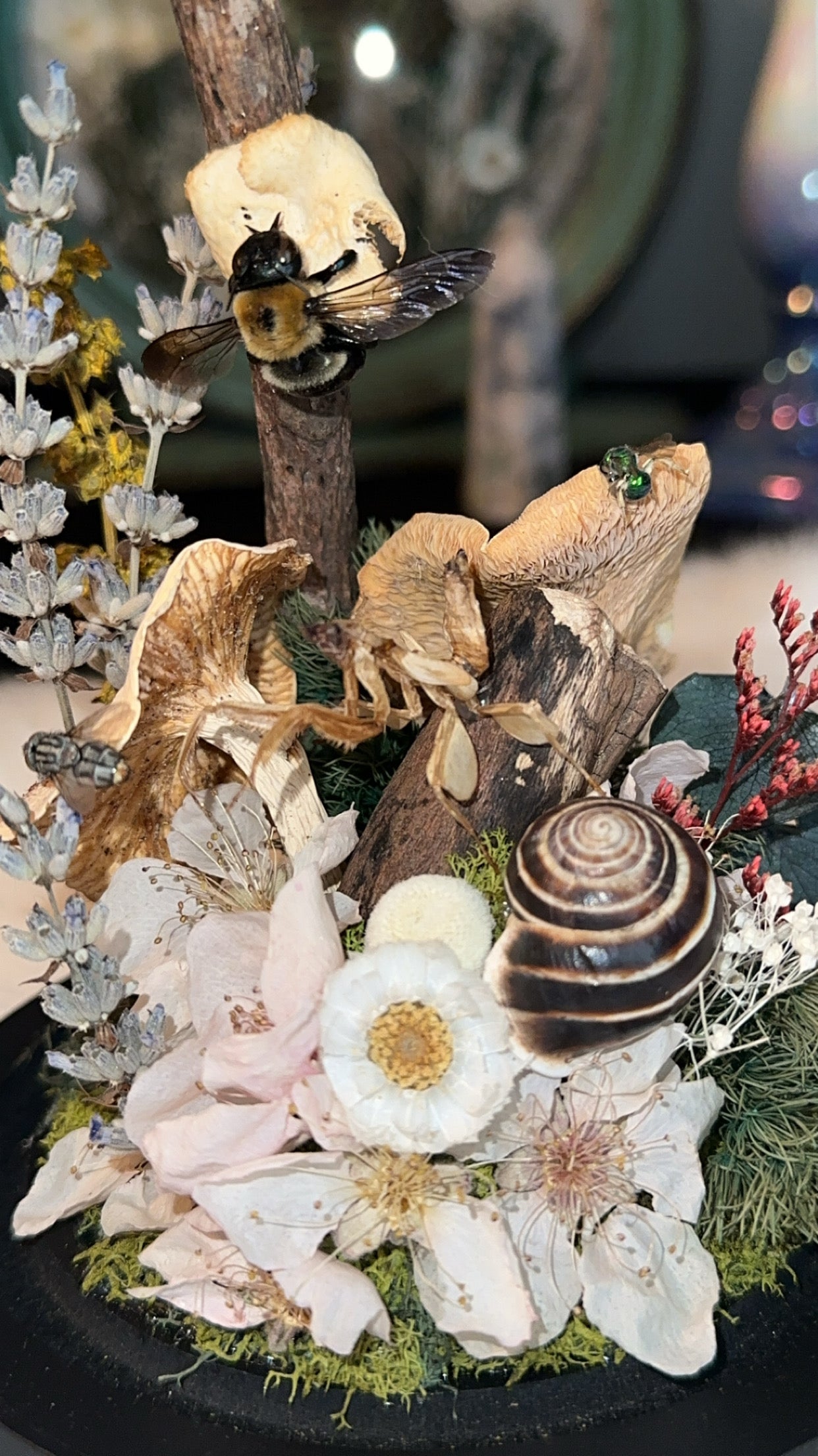 Orchid, mantis, snail, fly, mushrooms, and bee ￼