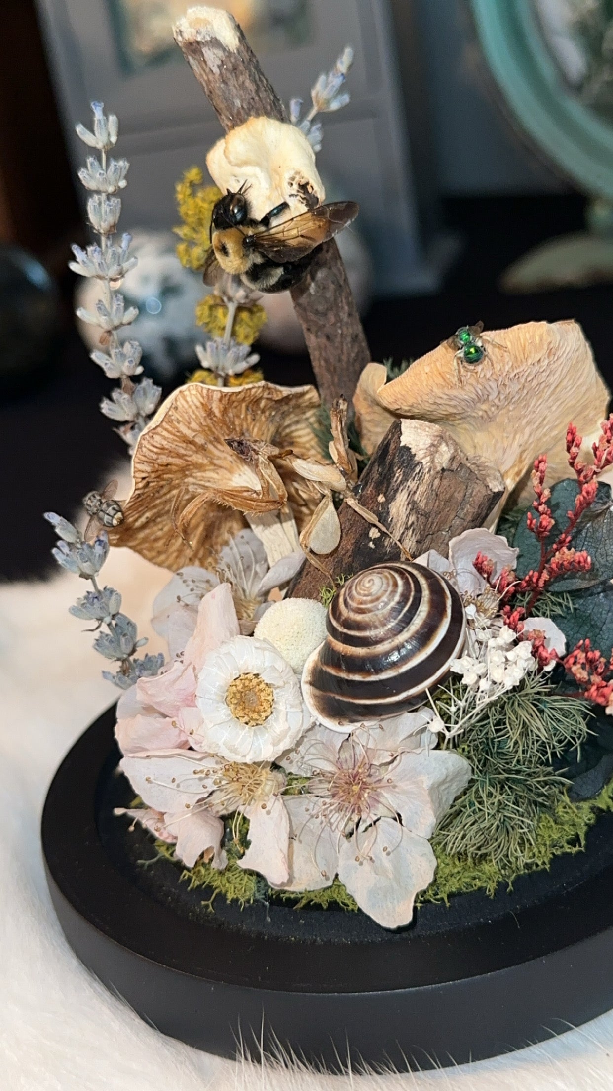 Orchid, mantis, snail, fly, mushrooms, and bee ￼